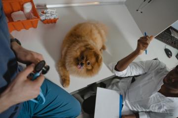 The Importance of Digital Marketing for Veterinarians